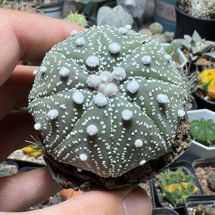 219美纹兜实生带盆发货