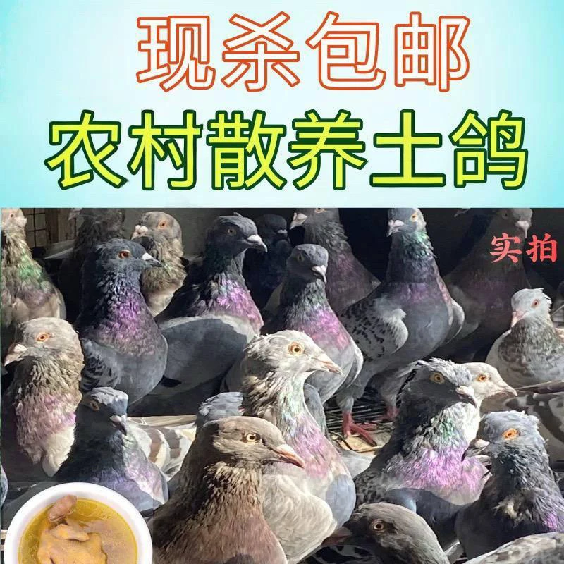 新鲜现杀农家散养带头带脚带内脏食用生鲜鸽子肉炖汤