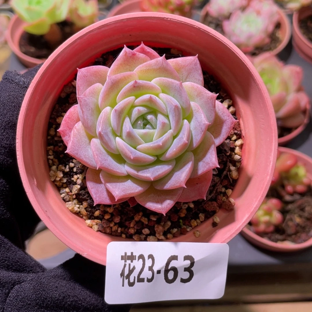 花利美23-63纯爱单头