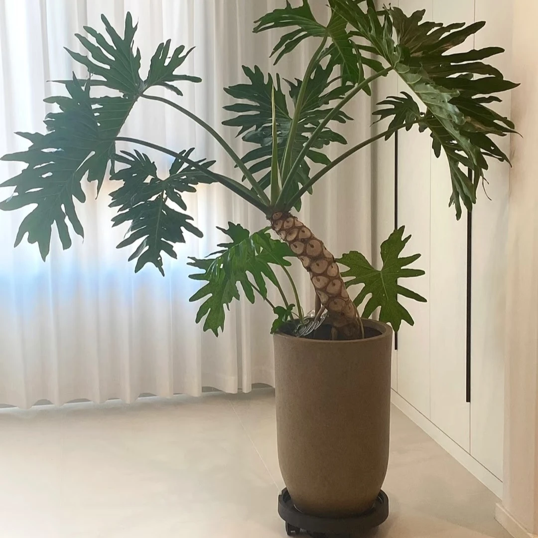 网红捡漏清仓大号镁泥花盆龟背竹龙血树陶瓷龙鳞春雨-炮筒大型