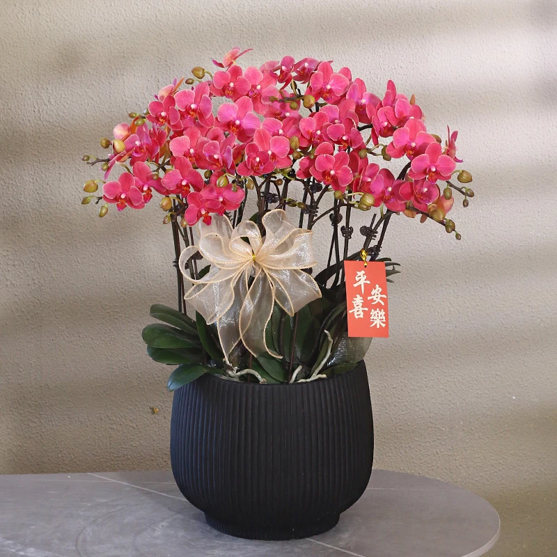 蝴蝶兰【小年糕】带花带盆组好伴手礼送礼茶桌婚礼客厅美化装饰