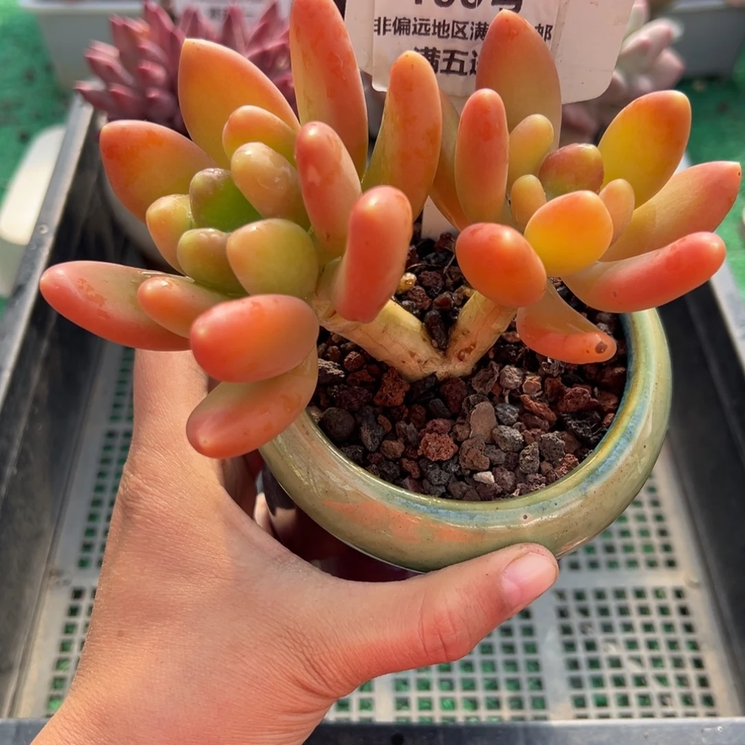 表妹精品多肉植物160.