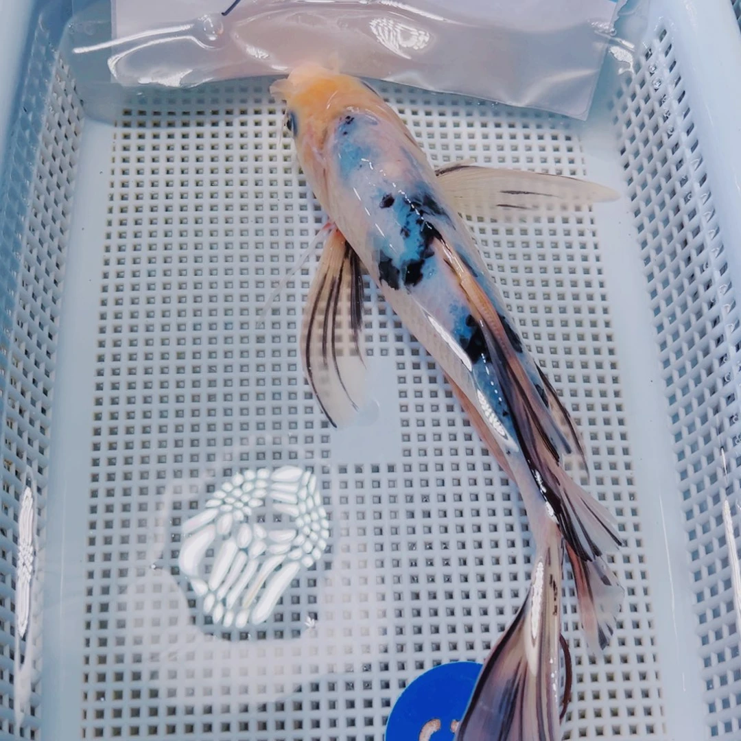海水鱼锦鲤观赏鱼5
