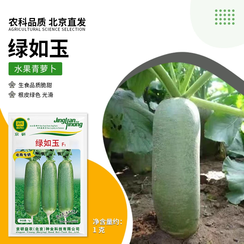 京研【农科院】沙窝萝卜种子水果萝卜种子青萝卜种子秋季种子种植