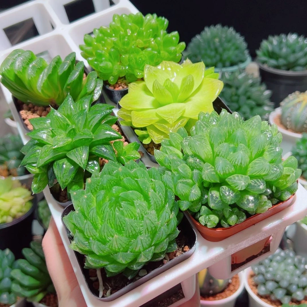 6件套多肉多肉多肉多肉