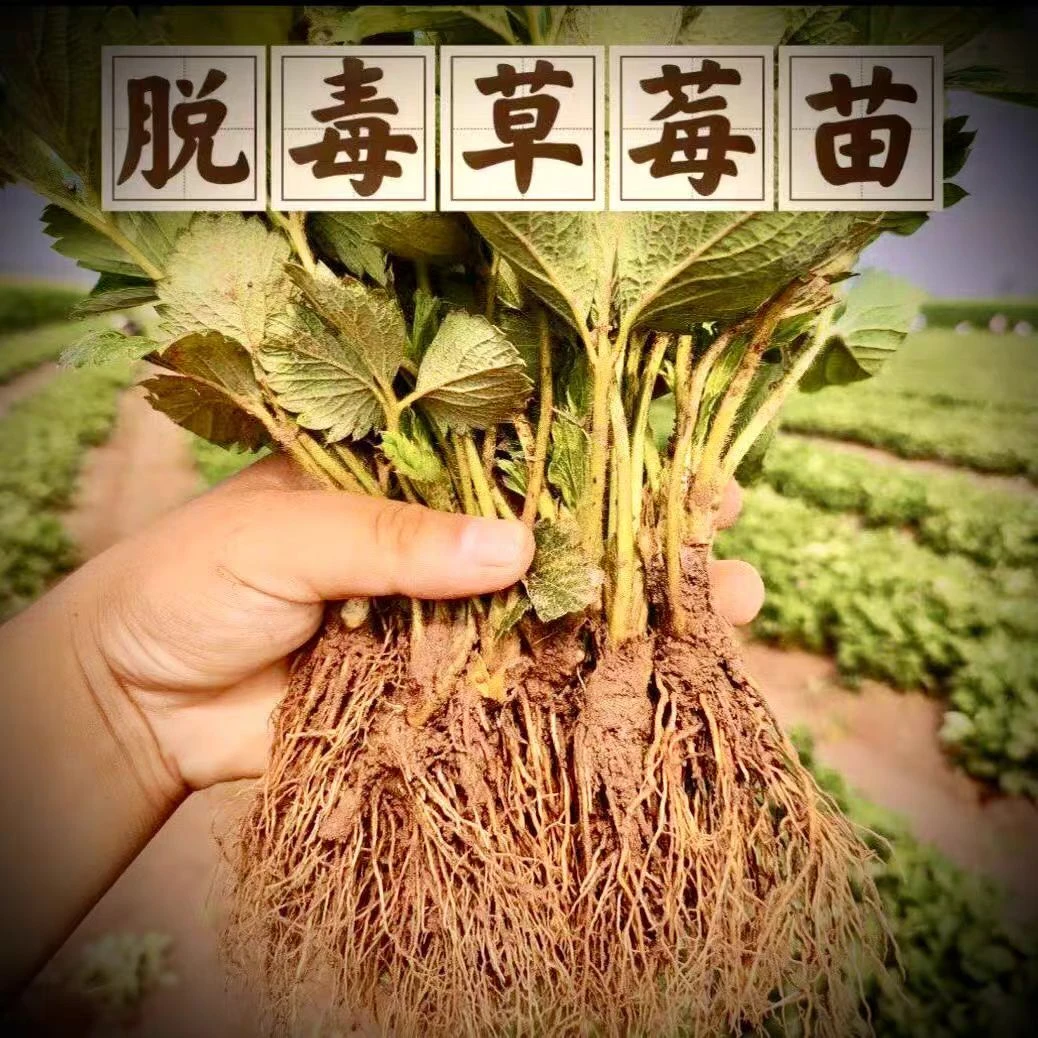 裸根奶油草莓苗盆栽地栽当年结果可阳台室内外四季草莓多年生种植
