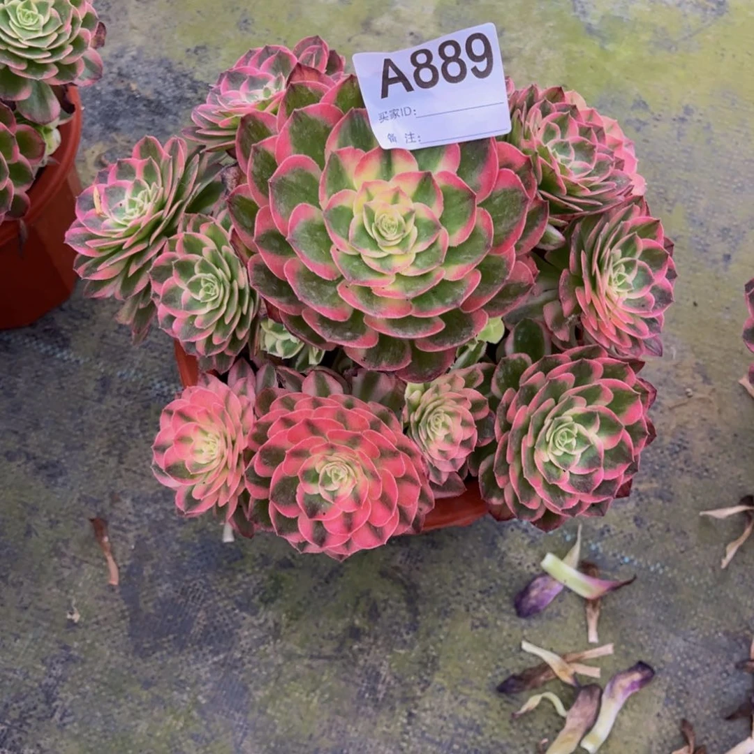 紫***萱多肉海仙000000889