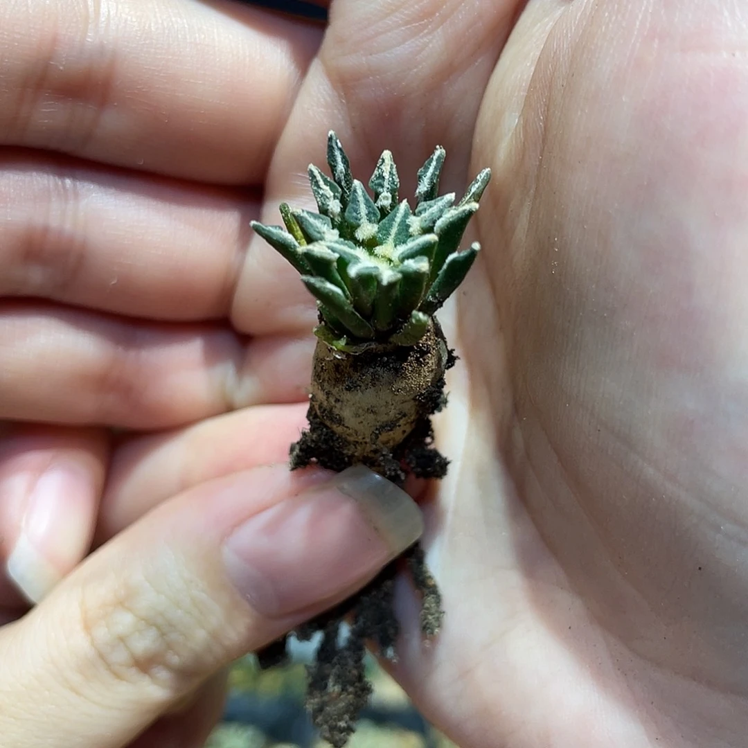 1.5cm实生超小尤姬牡丹萝卜根