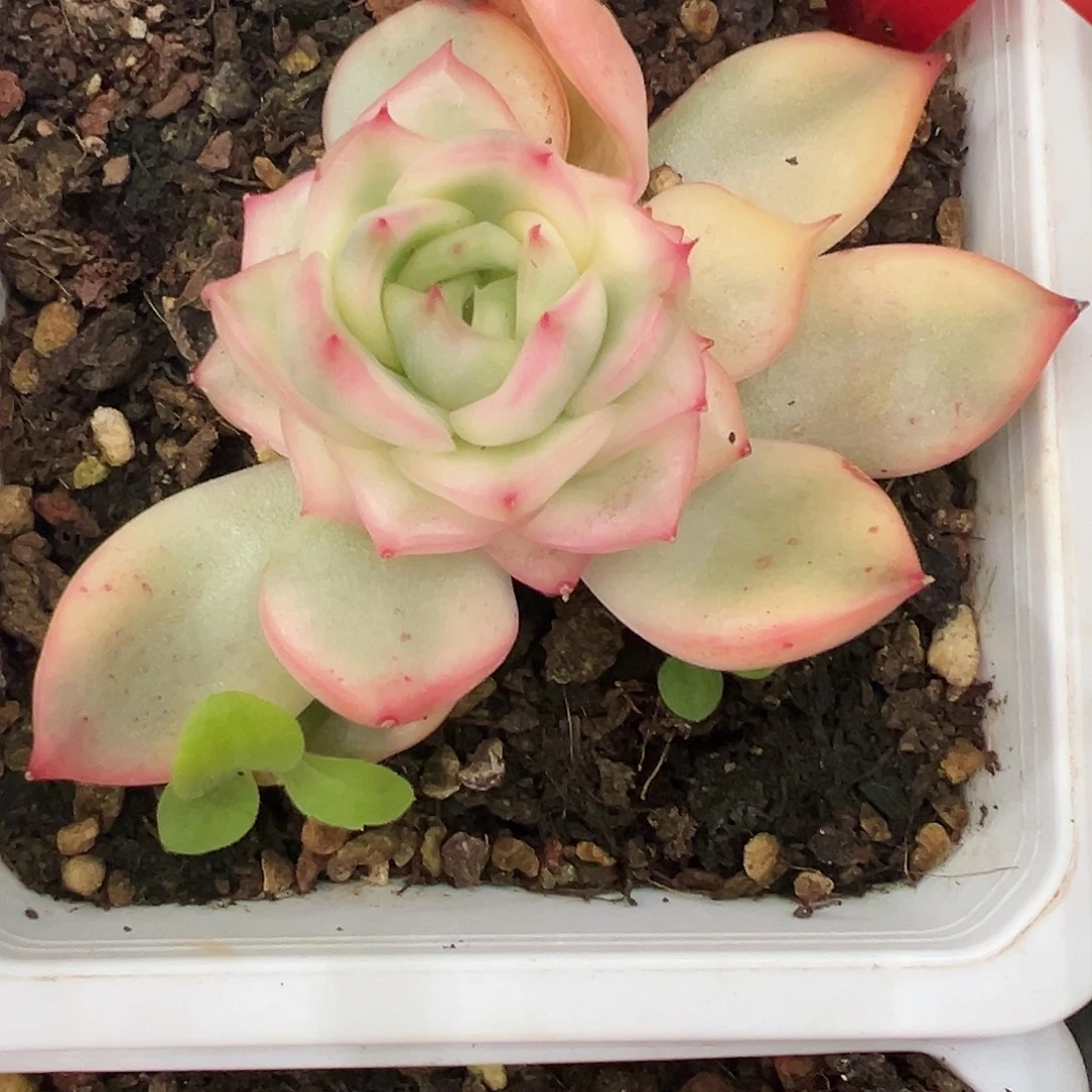 弗罗瑞安娜锦多肉植物