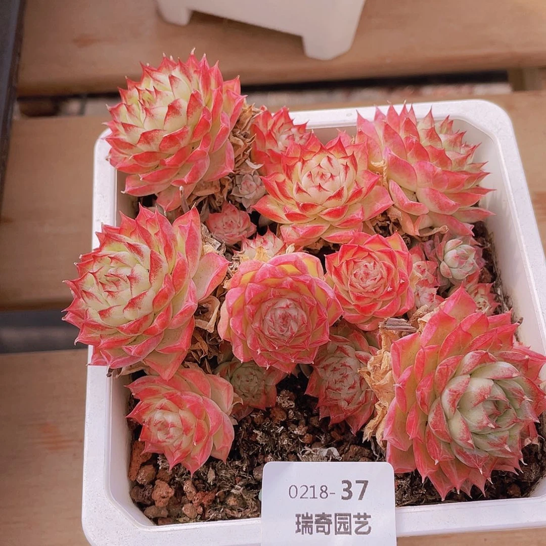 00000000000037一物一拍