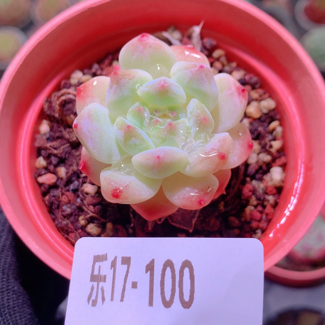 乐然17-100 秘境冰魄
