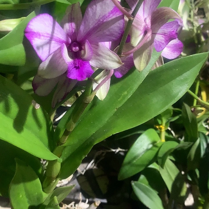 完全开放大力水手大小2苗裸根发花叶不包损