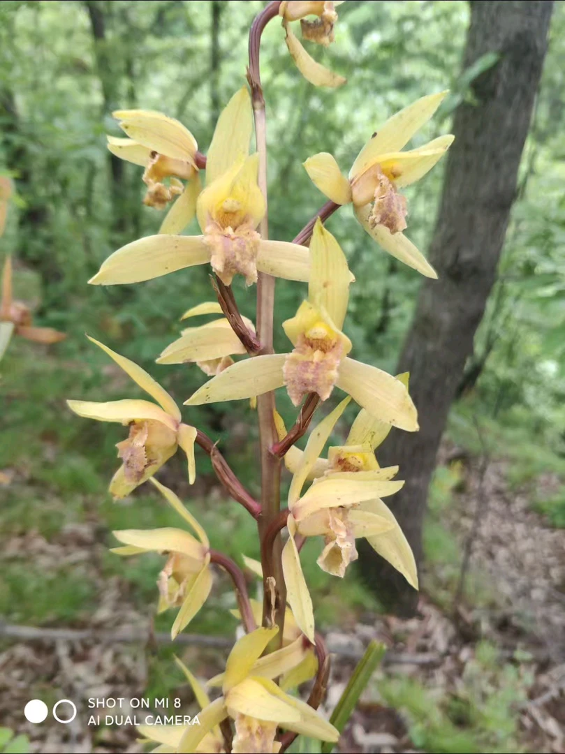 浓香型蕙兰老品种金色阳春阳台卧室客厅盆栽花卉