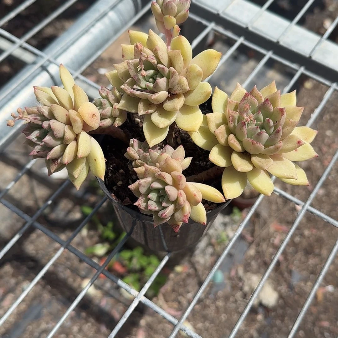 黄金璀璨整群多肉植物