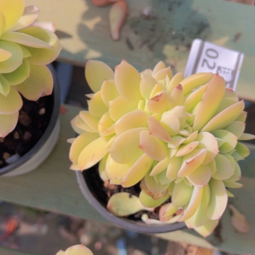 【闪购商品】碧桃缀02169