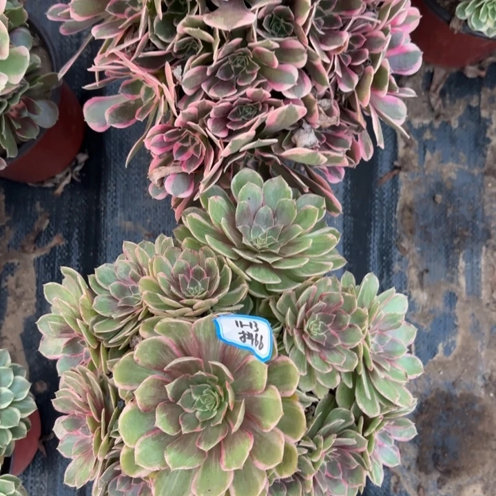 两颗多肉不包损66