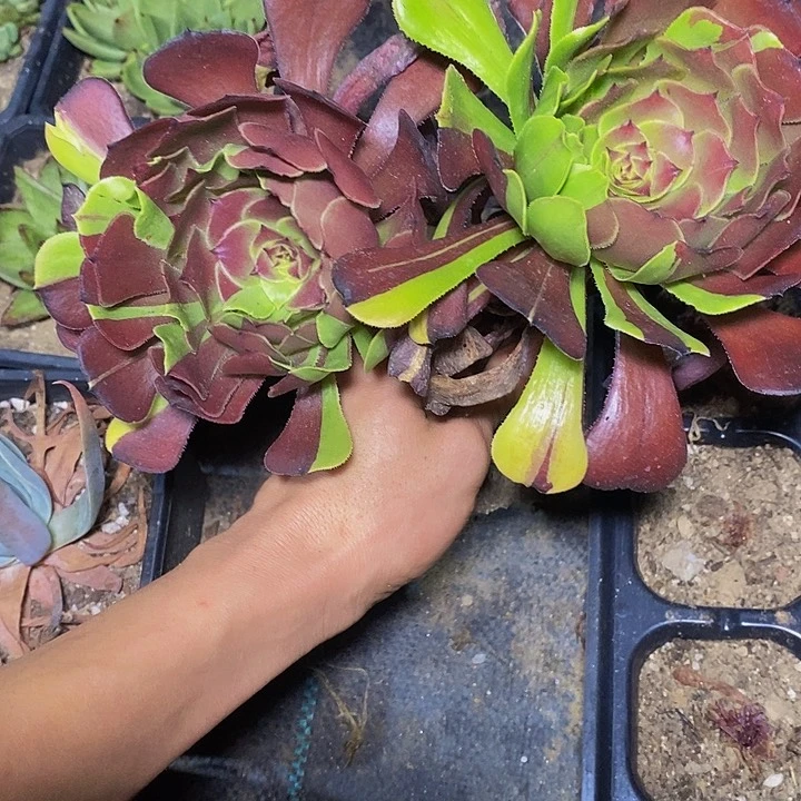 素***雅多肉植物保护研究所