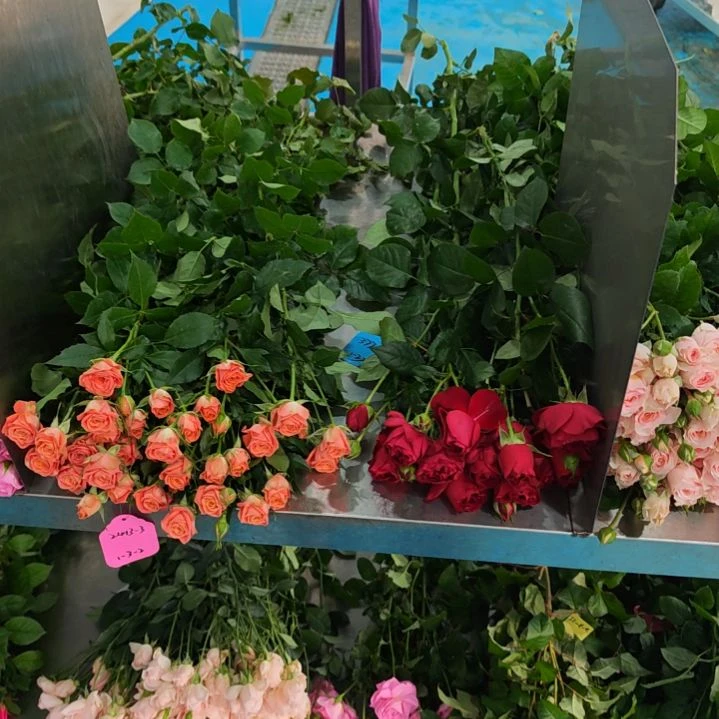 完全开放上苗排队挑花