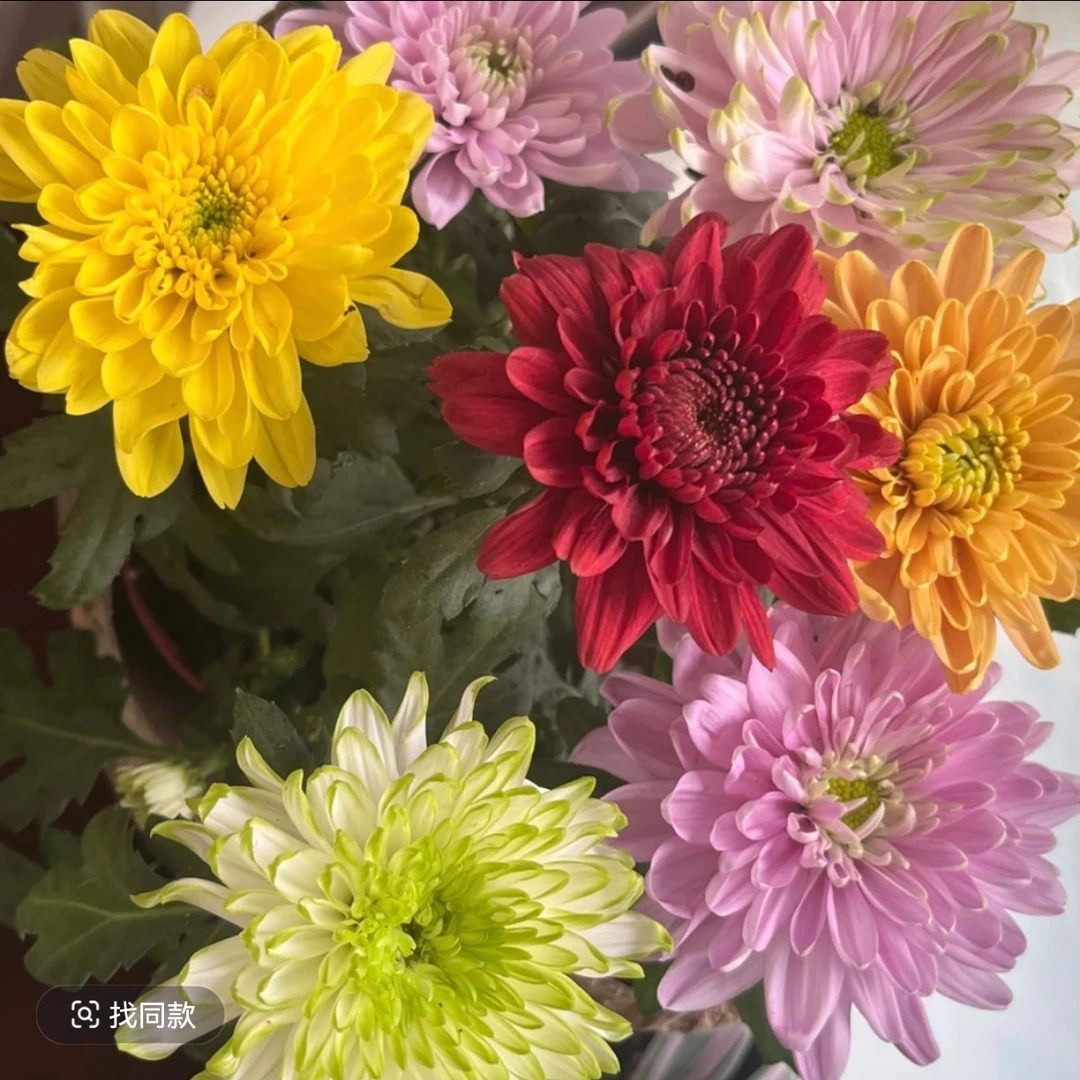 六色天赞菊花苗耐寒耐热阳台庭院地栽