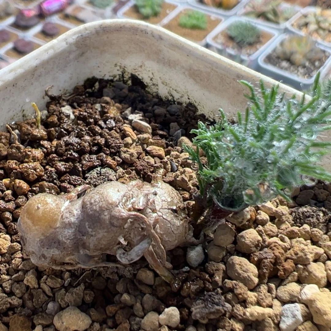 281多肉植物百科植物