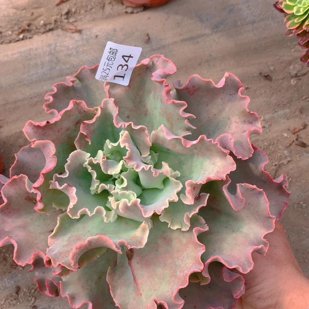 134高砂之翁多肉植物