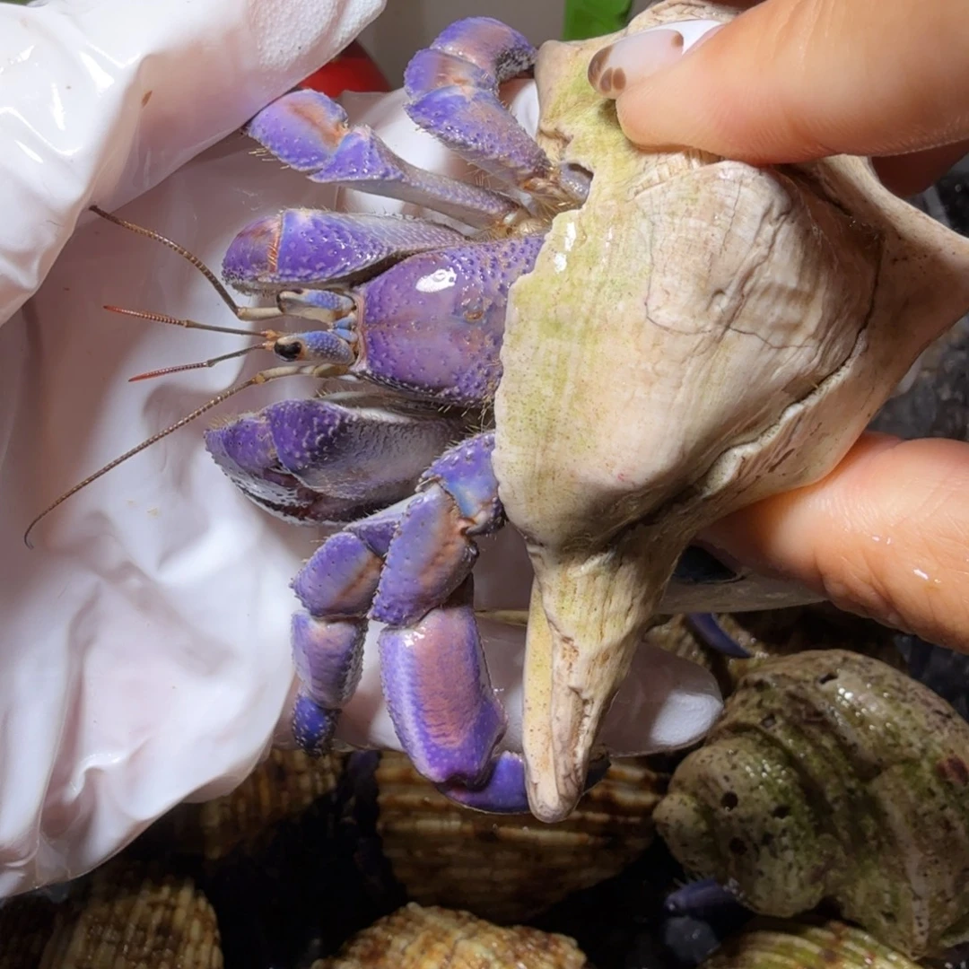海水鱼3.2口通体紫