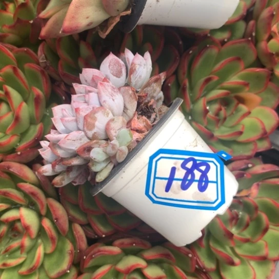 小***皮一物一拍星星橙多肉188