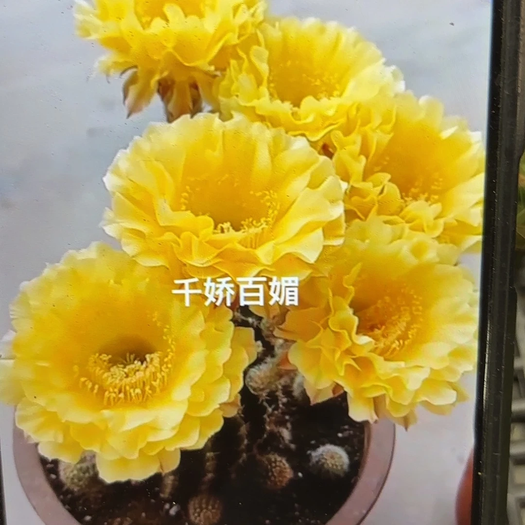 署光毛侧牙20包邮42