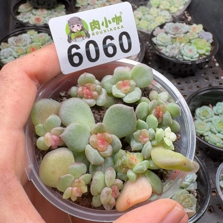 多肉植物多肉植物