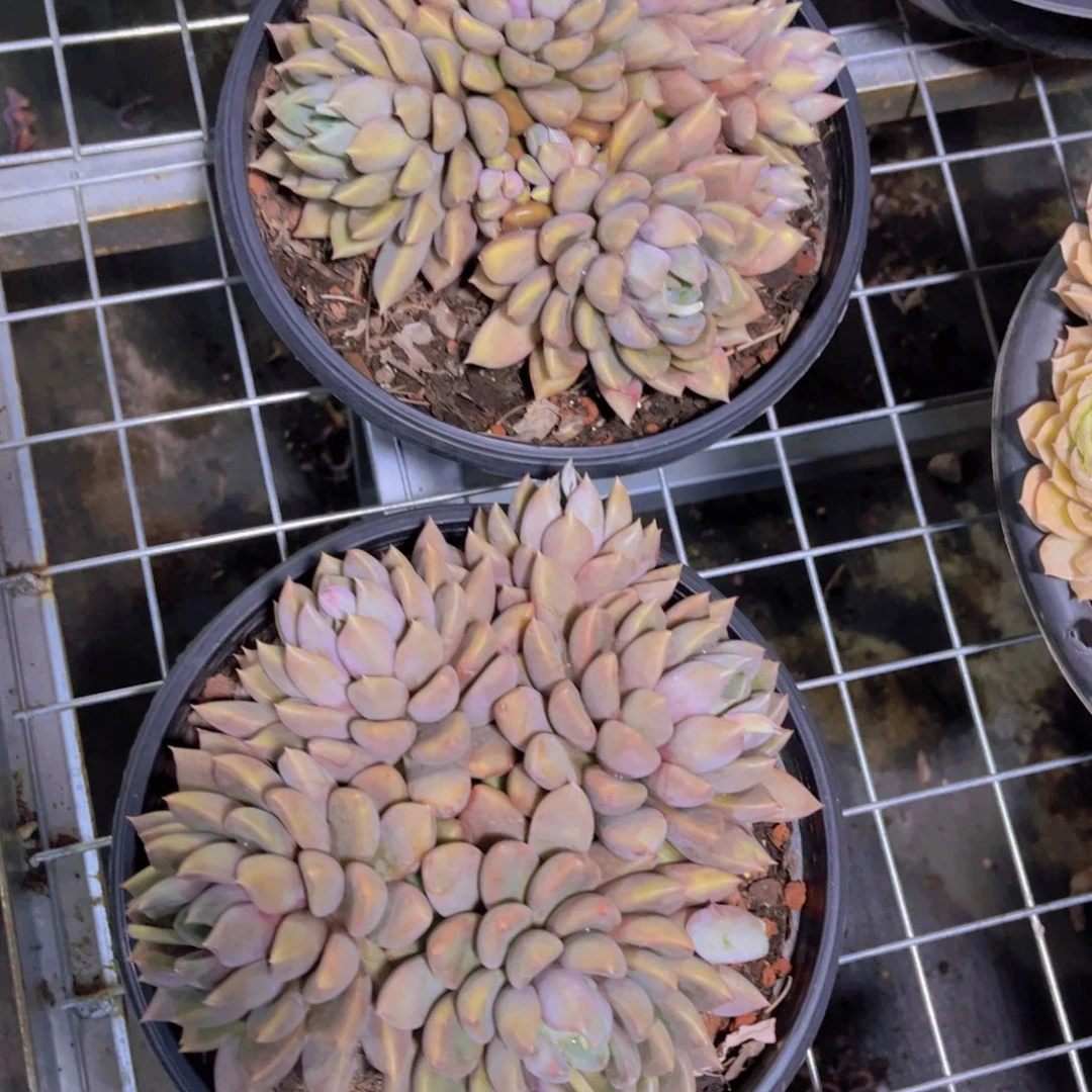 红象牙5头起发货脱土