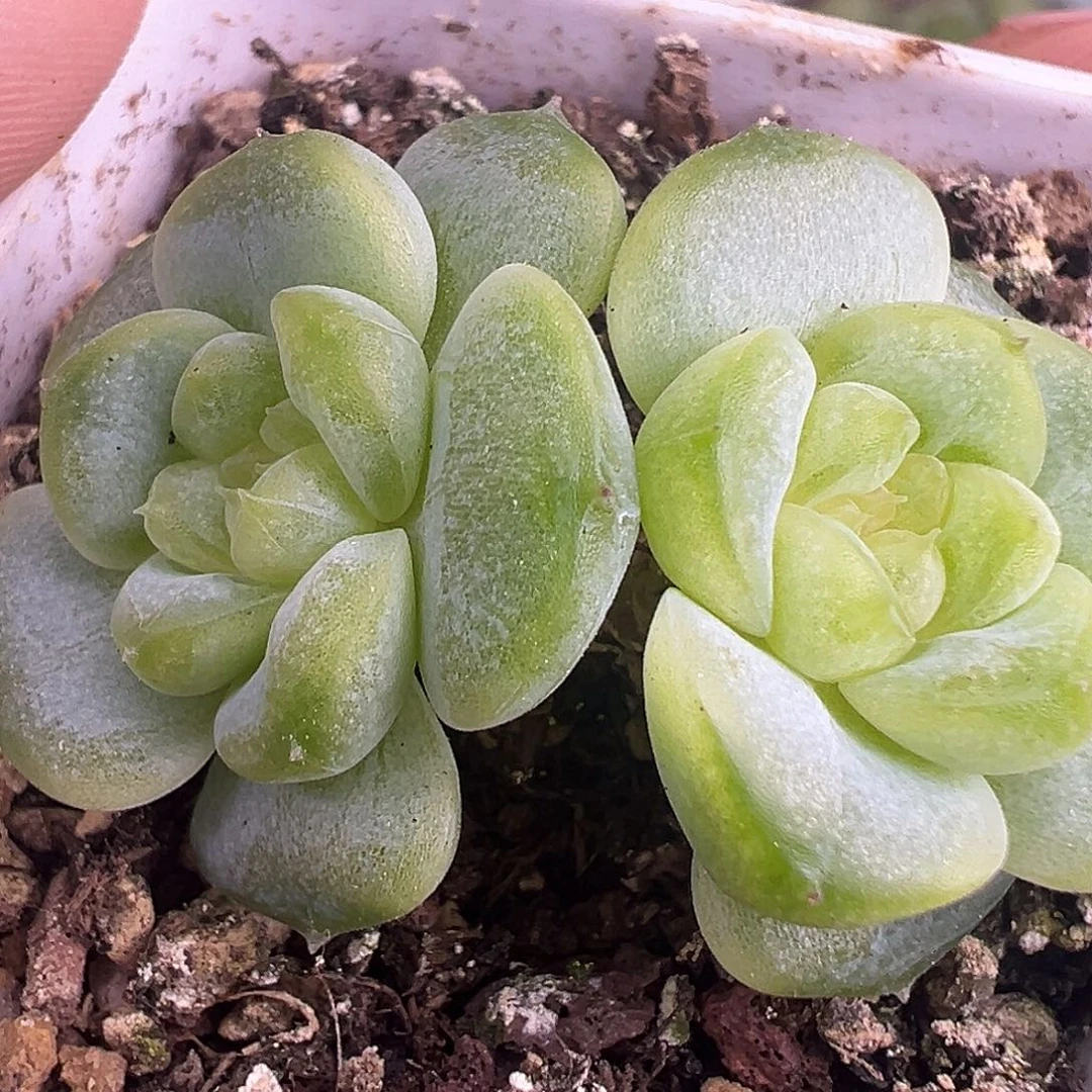 145甜心。   双头。