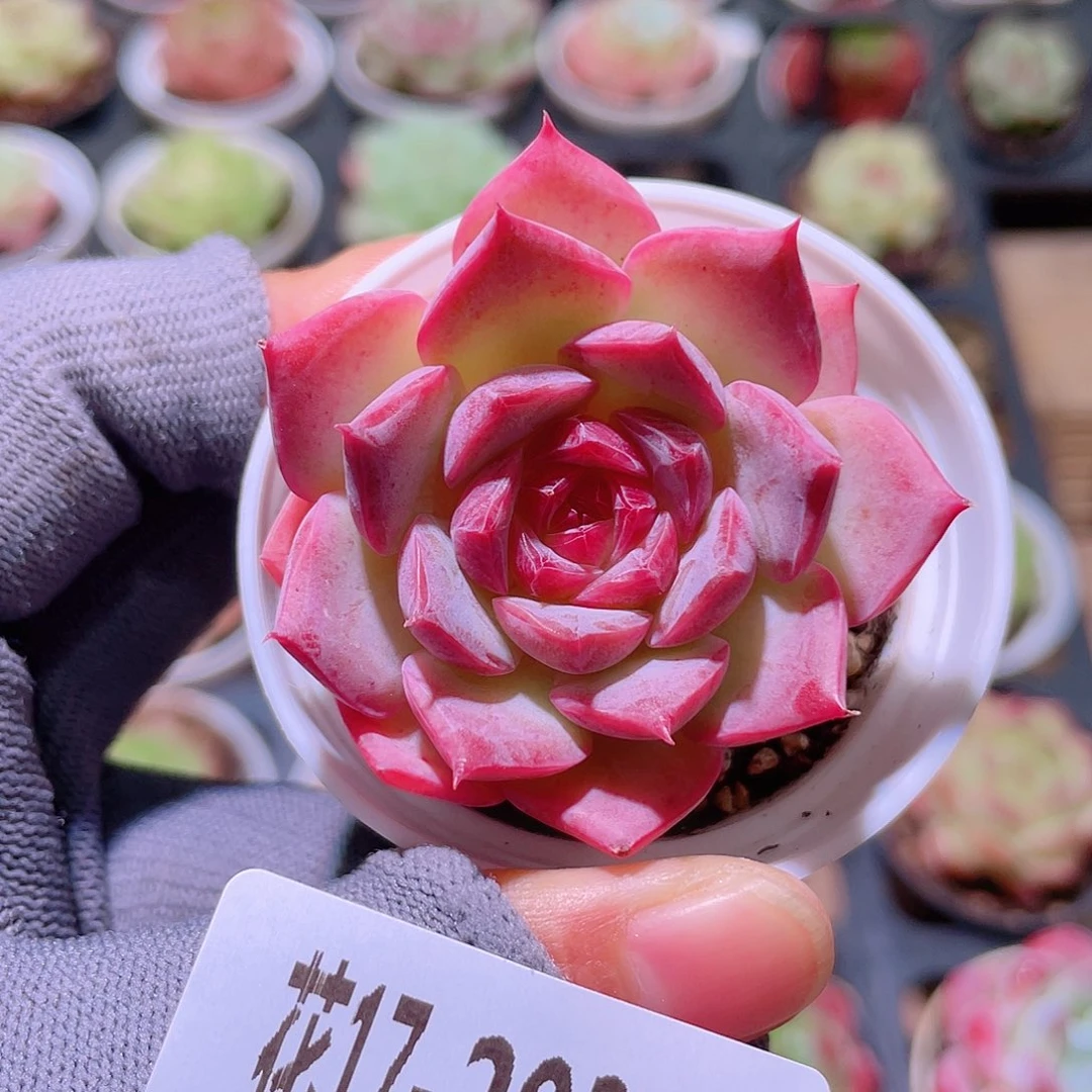 花利美17-203女王