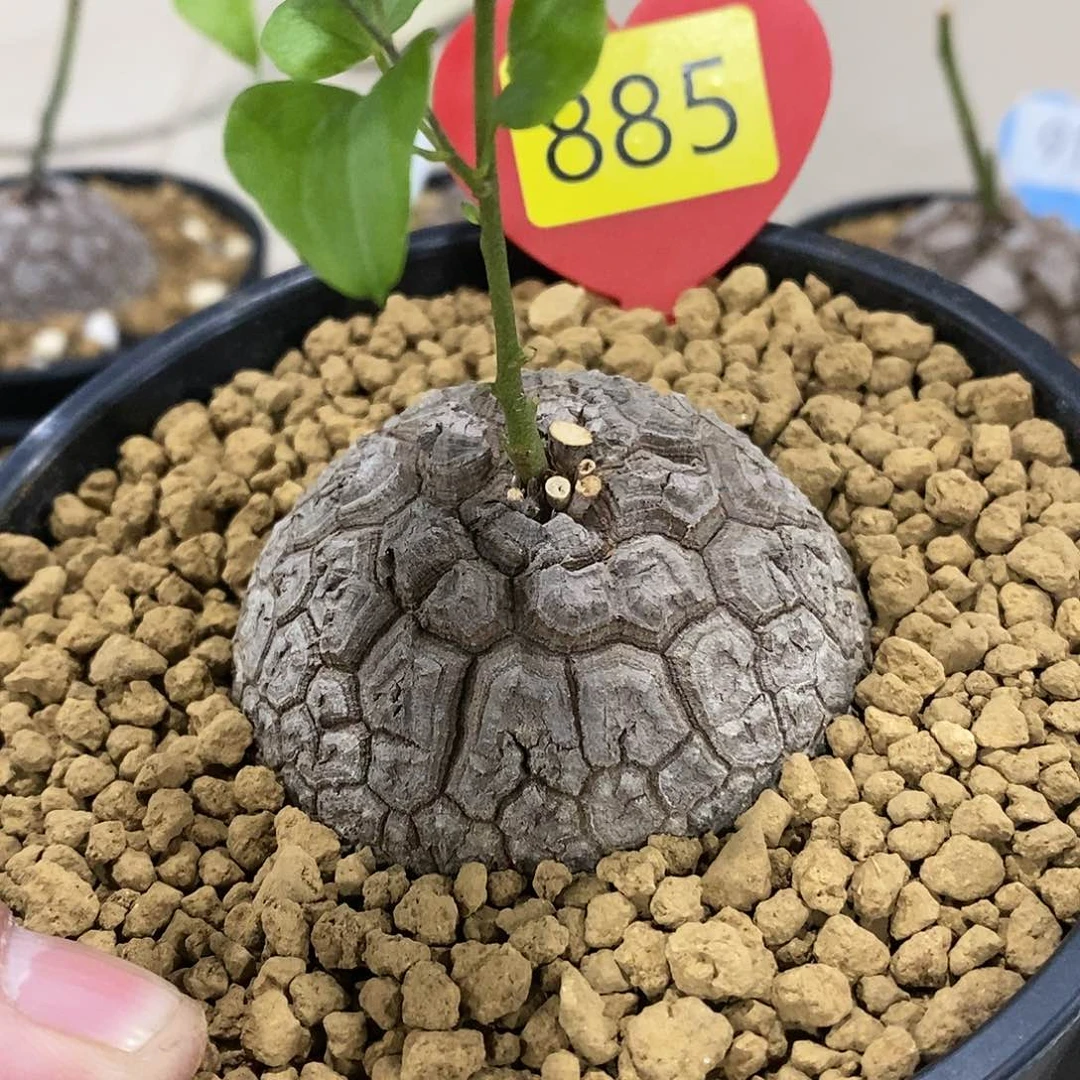 南非龟甲龙龟甲龙