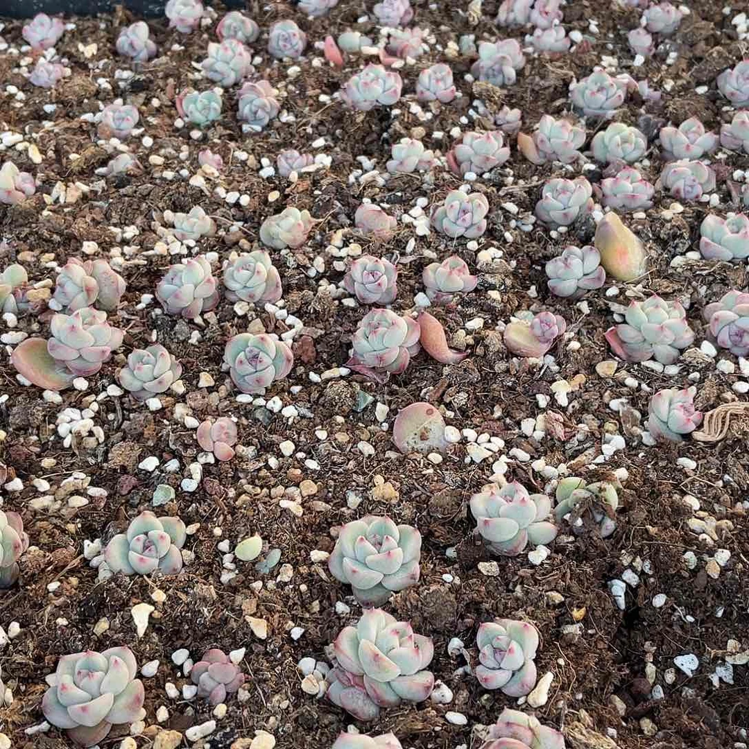 房*秋白钻石一物一拍366