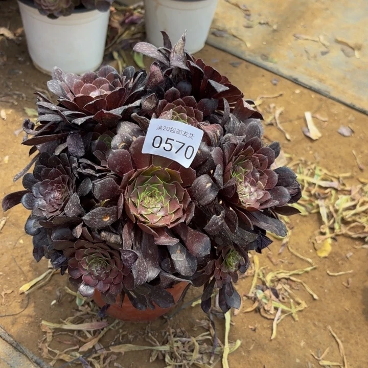 墨铜拉丝多肉处理不包断头0570