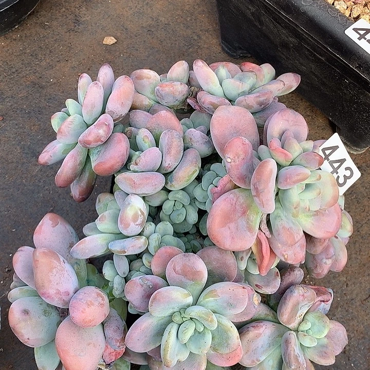 443洛神一物一拍多肉