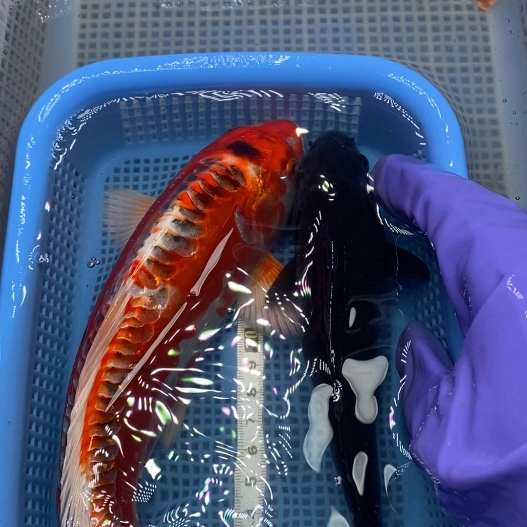 锦鲤冷水锦鲤包邮