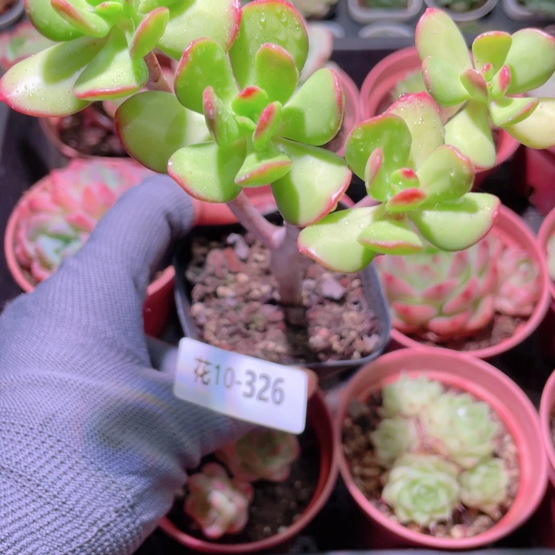 花利美10-326达摩宝珠