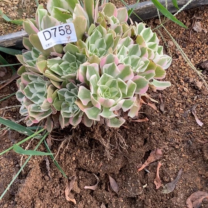 758女妖多肉植物法师