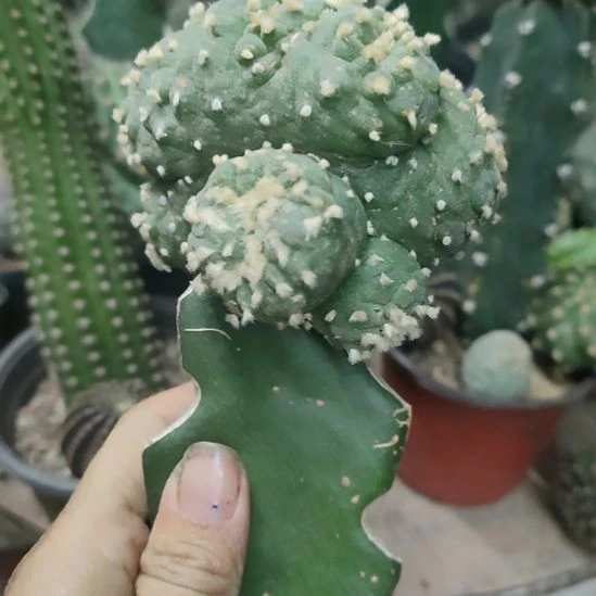 仙人球鱼缀化带杆