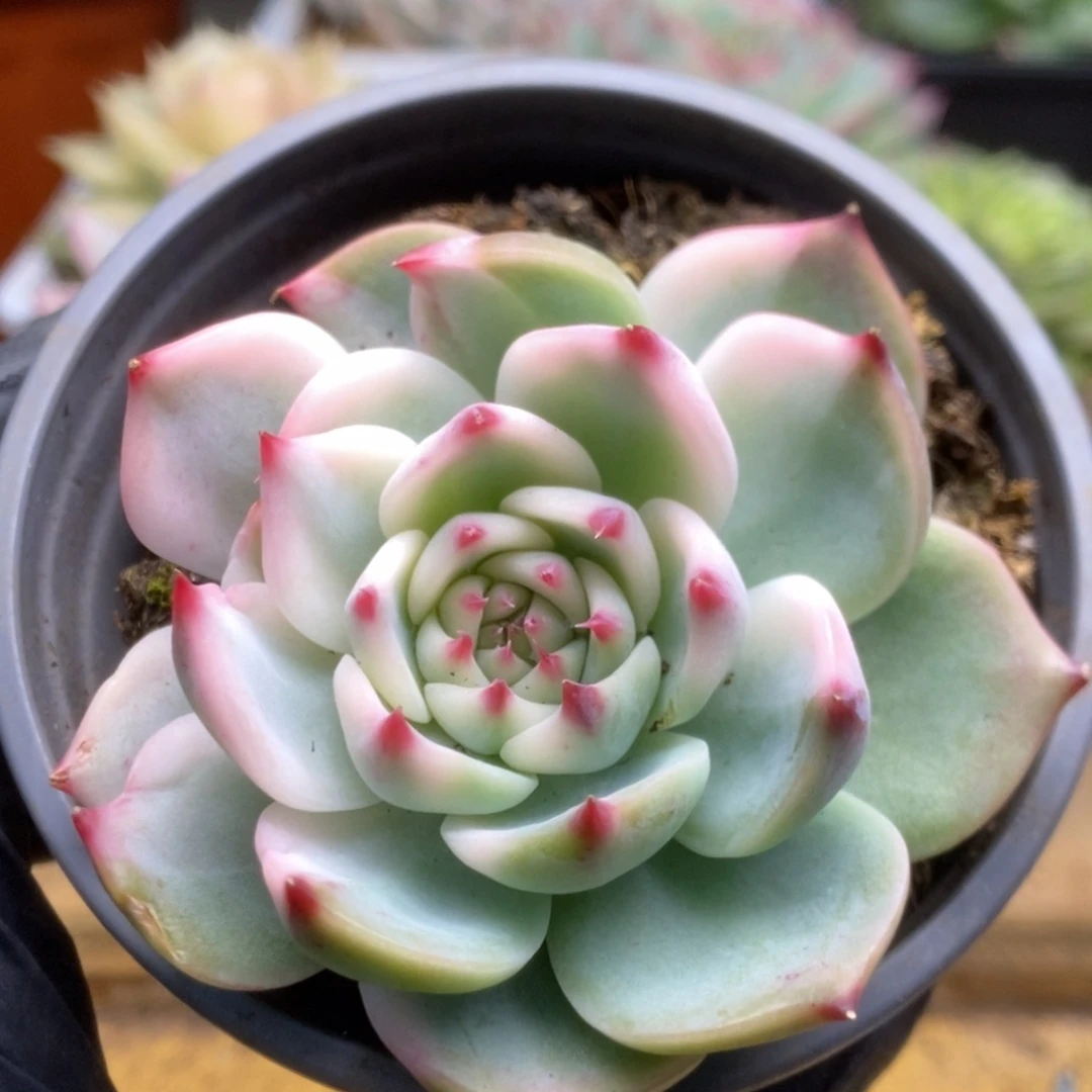 186锦锦锦锦锦锦锦锦