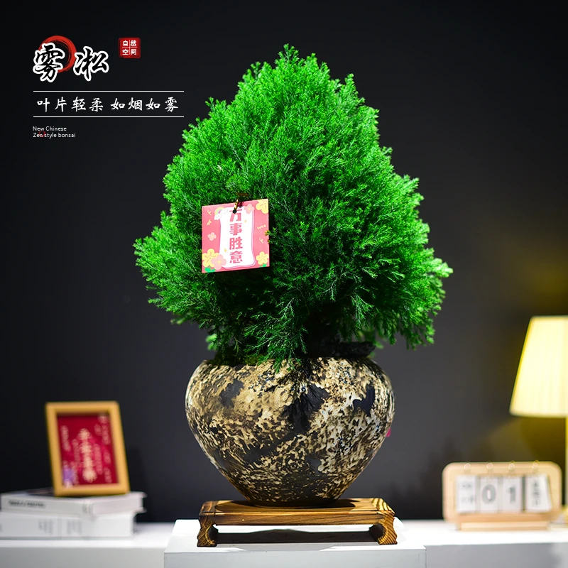 雾松大盆景绿植室内办公客厅好养雾凇懒人好养观赏盆栽艺术客送礼