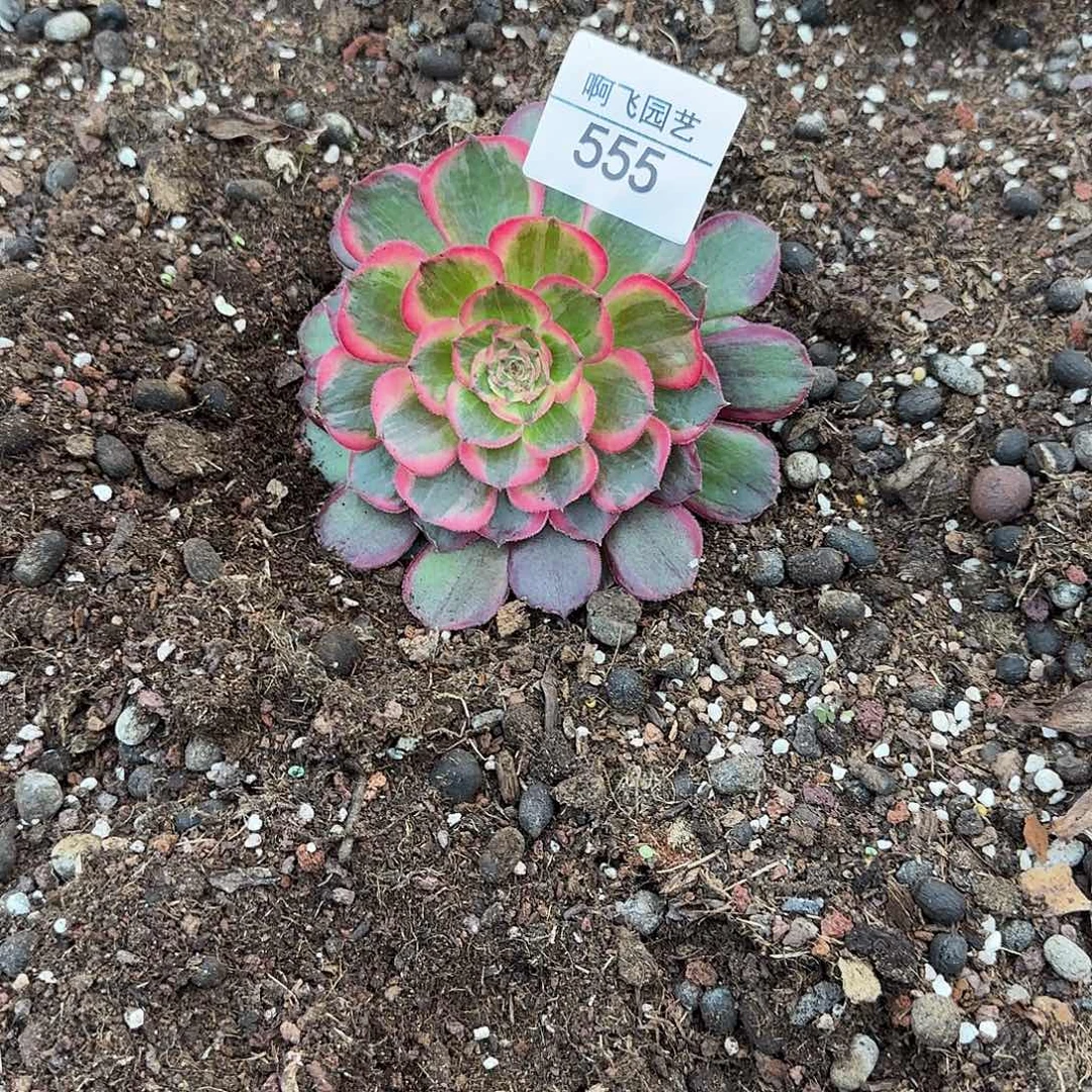 卓***群555  桃花坞带根福利