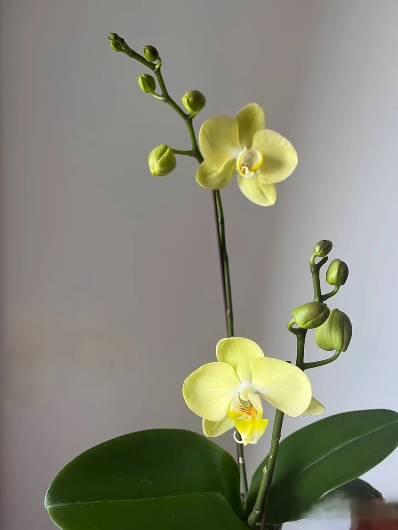 青睐蝴蝶兰3.0寸杯（没花剑）黄绿色中大花