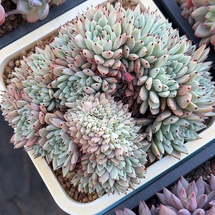 多肉植物一物一拍