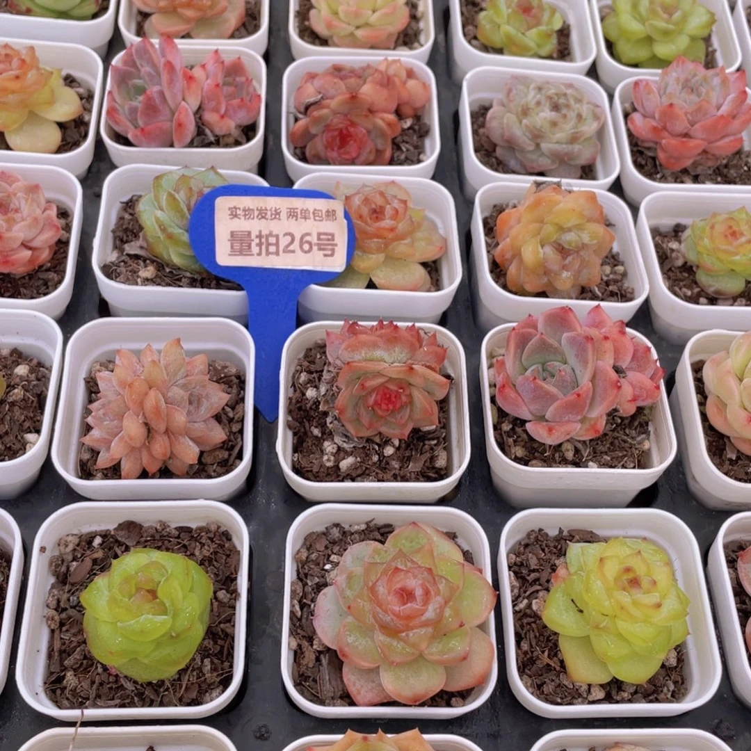 量拍26号 七彩糖心组合6个