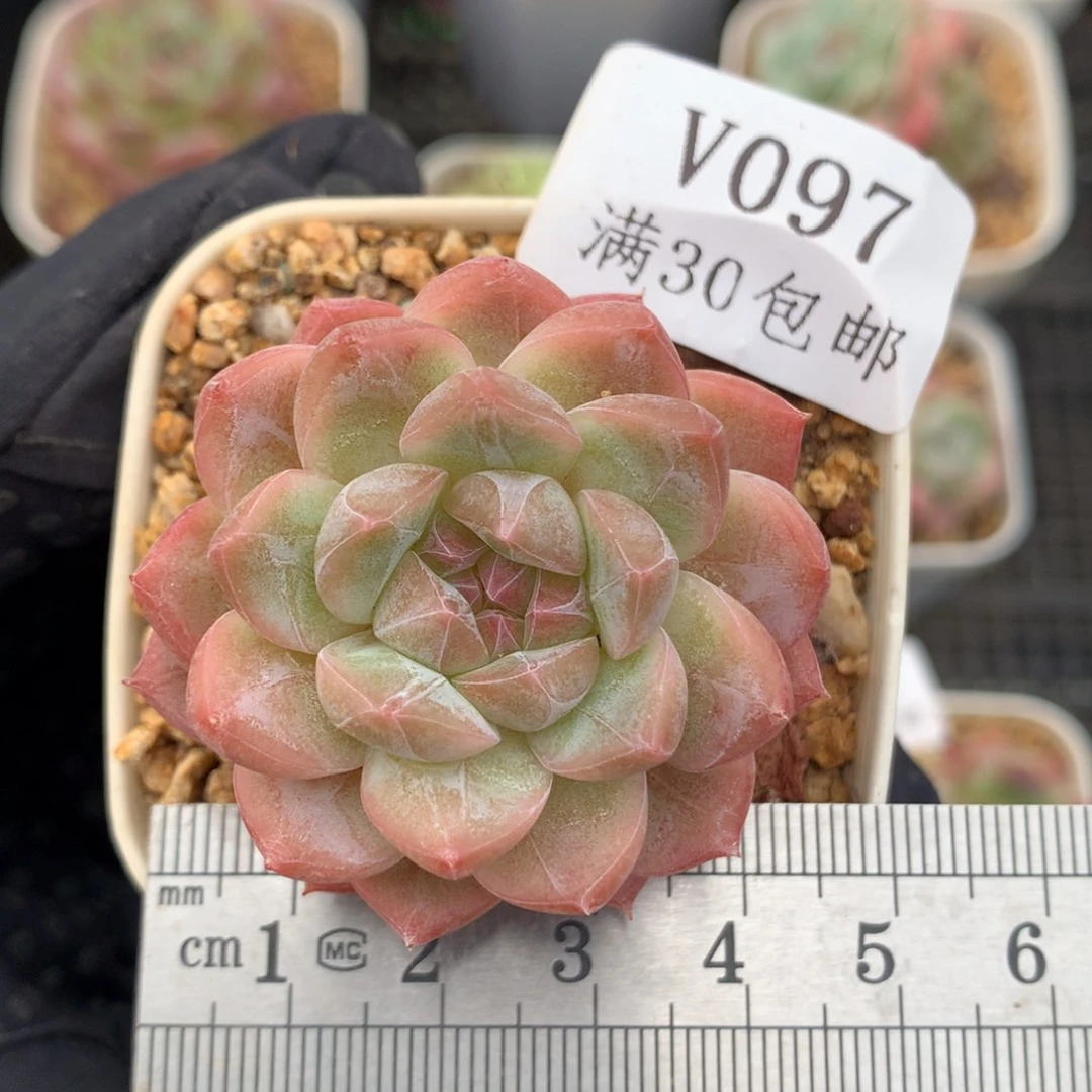 97。樱花梦。暗纹脸。