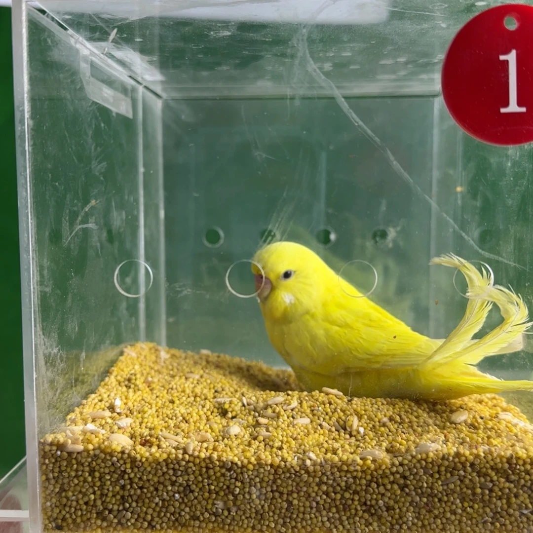 虎皮鹦鹉大头鹦鹉