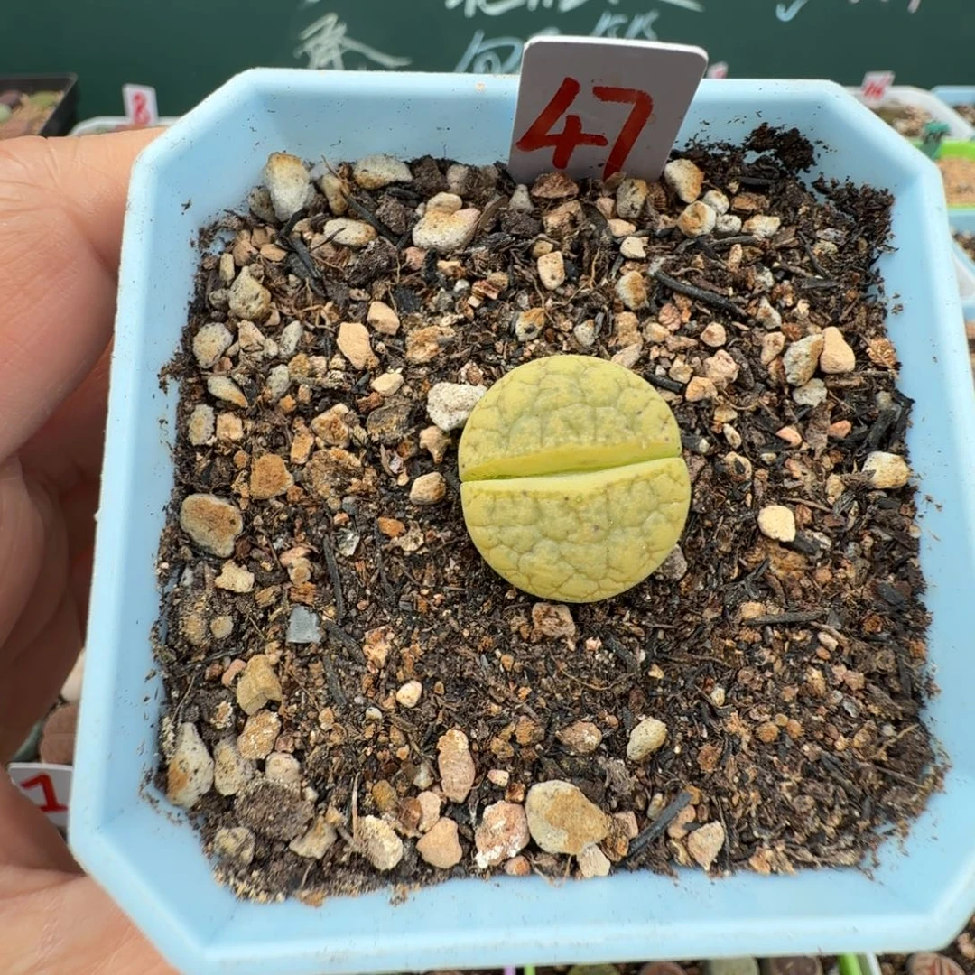 383a绿荒带盆土 47