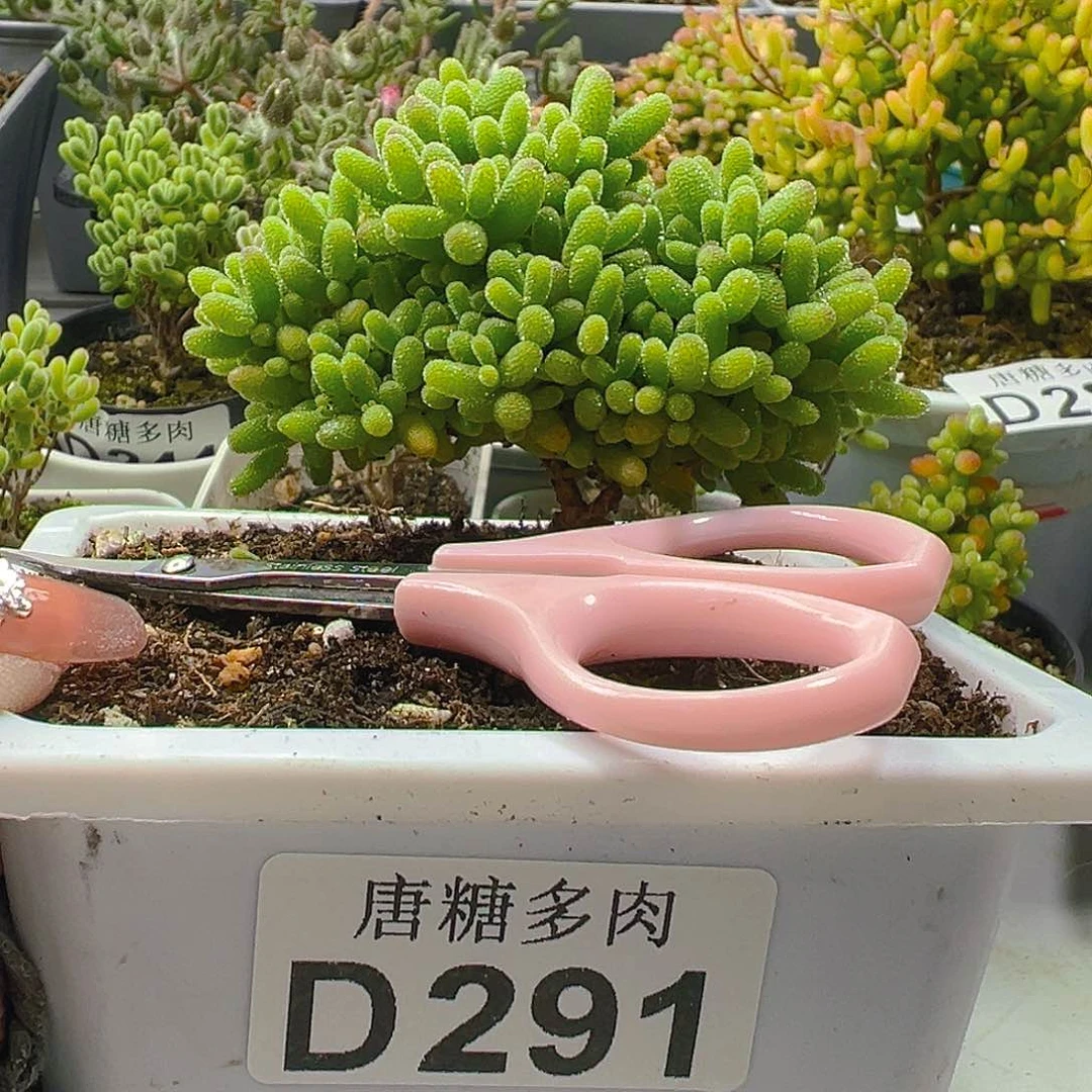 蜜橘291。            